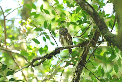 Collared Owlet