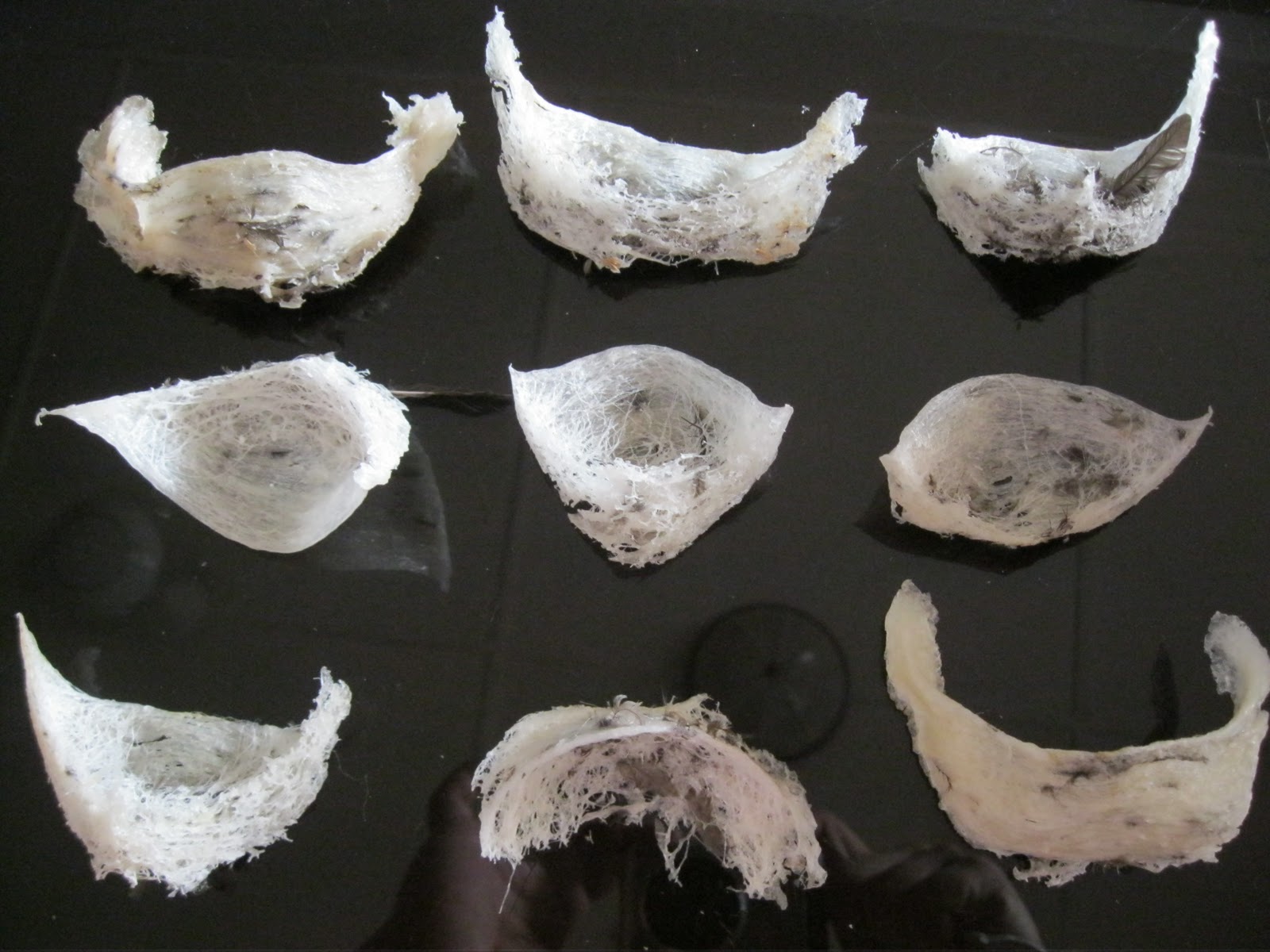 Swiftlet Farming For All Bird Nest Quality and Grading....