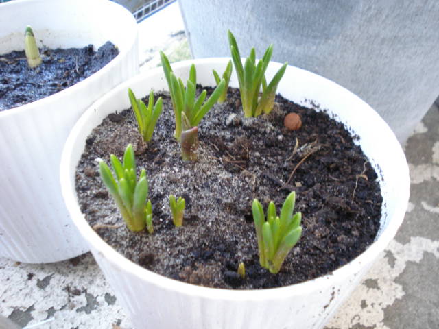 [DSC03976.JPG]