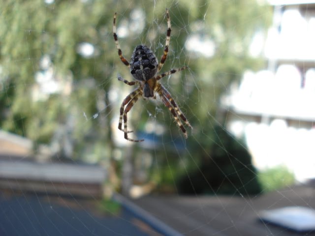 [DSC03602.JPG]