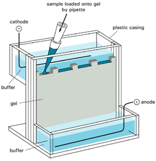 sds gel electrophoresis