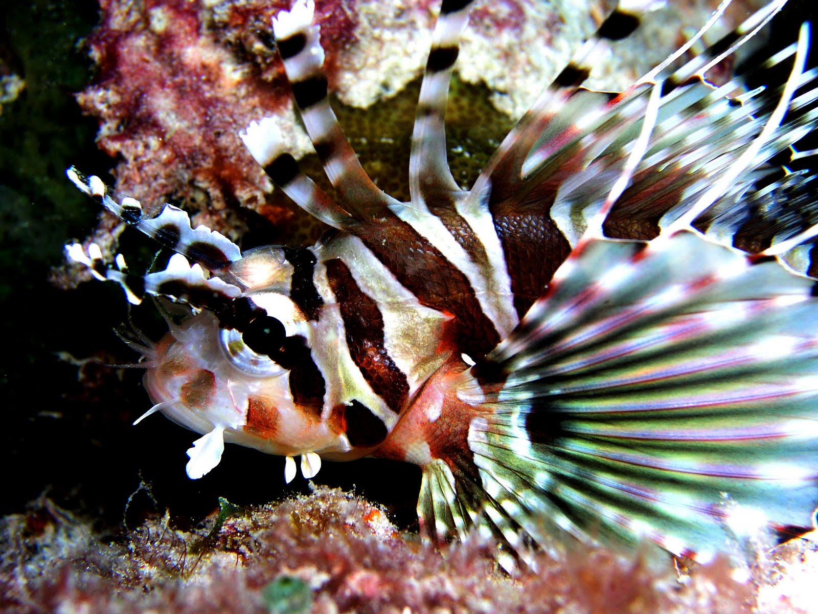 dwarf fuzzy lionfish