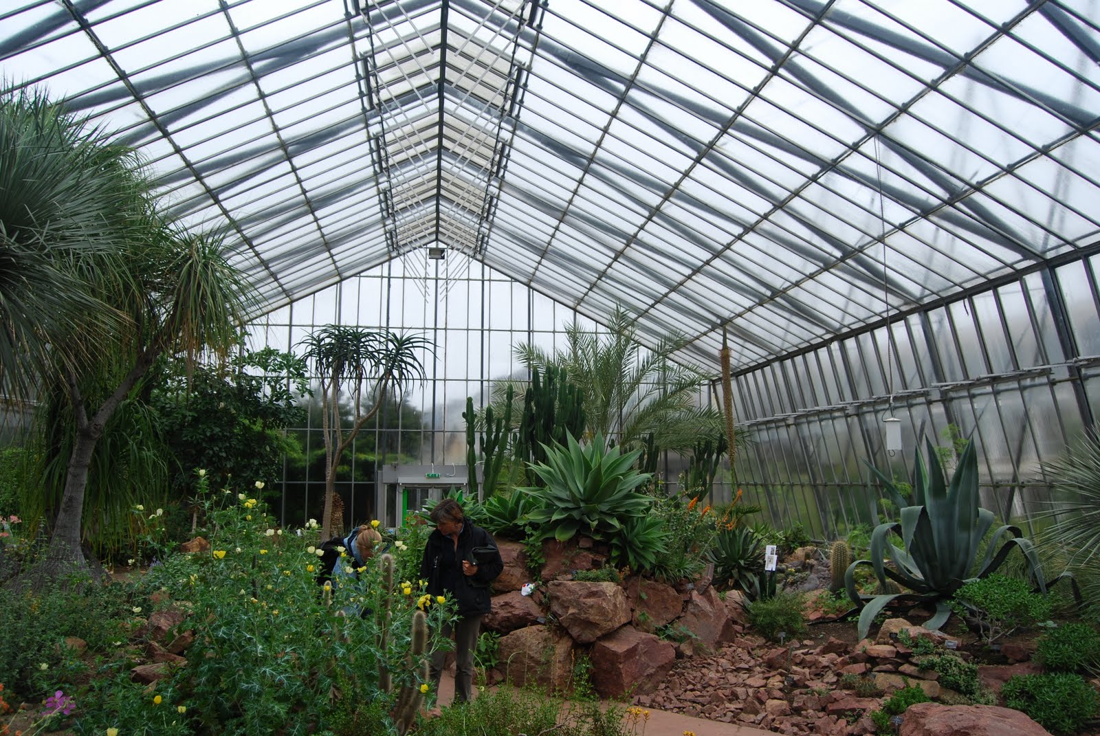 Jason Lattier's Garden Journal RBG Edinburgh Greenhouse and Herbarium