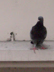 The Pigeon