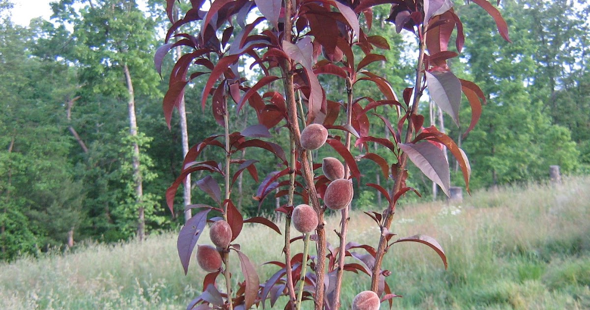 HOMESTEADING IN TENNESSEE Planting Fruit Trees