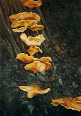 mushrooms