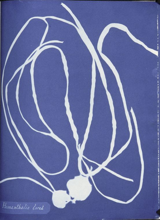 [Himanthalia+lorea.jpeg]