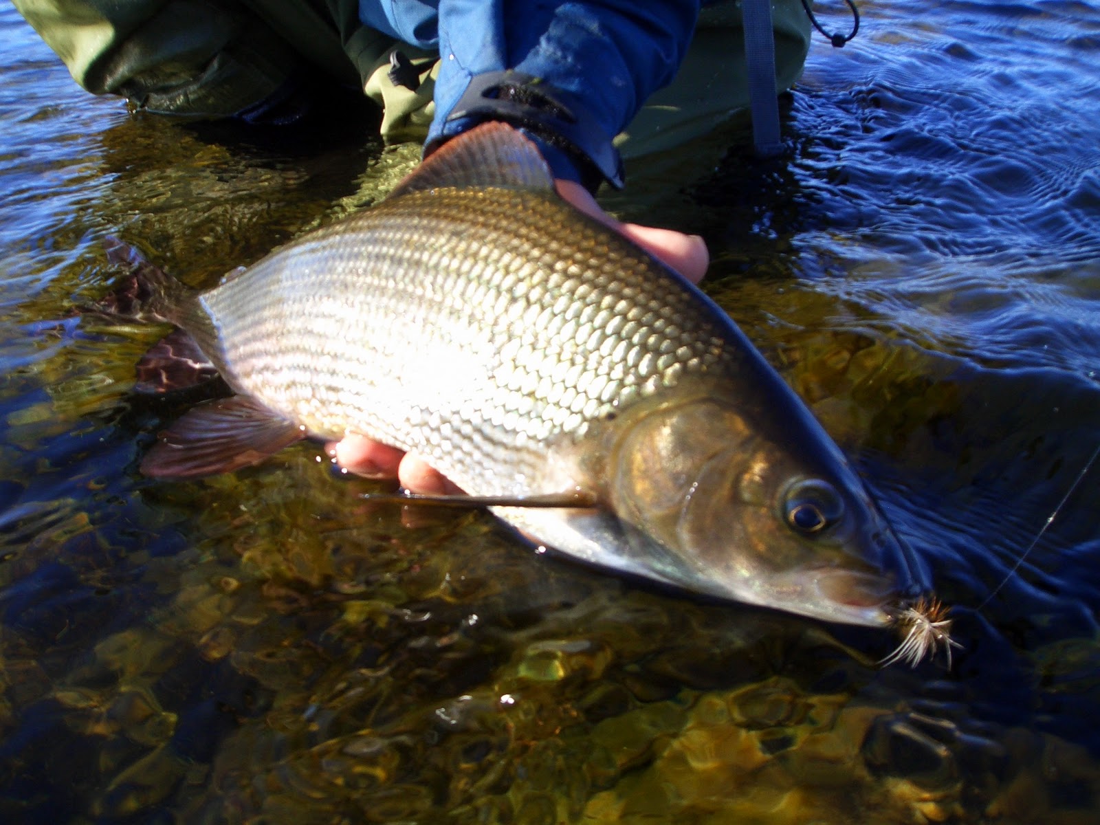 Fly fishing in Finland Fly fishing and river rafting on the amazing