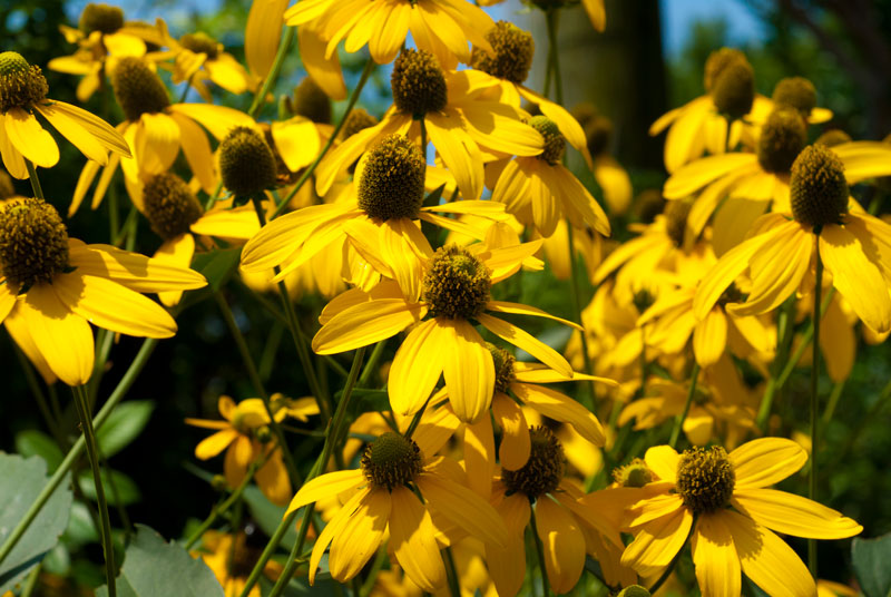 Cheesy Squash & Tomato Casserole + Farmer's Market!