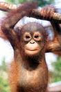 wisata fauna