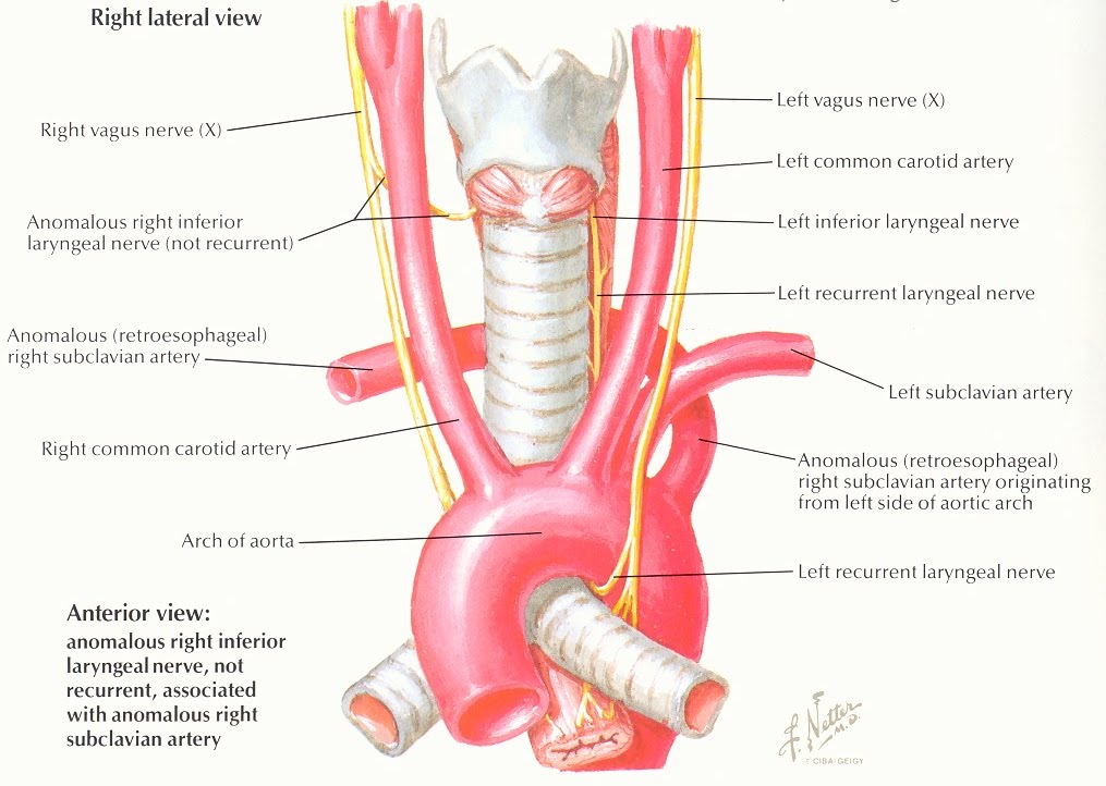 Pedi Cardiology Anatomy Aberrant Rsca Pulmonary Sling Barium Swallow