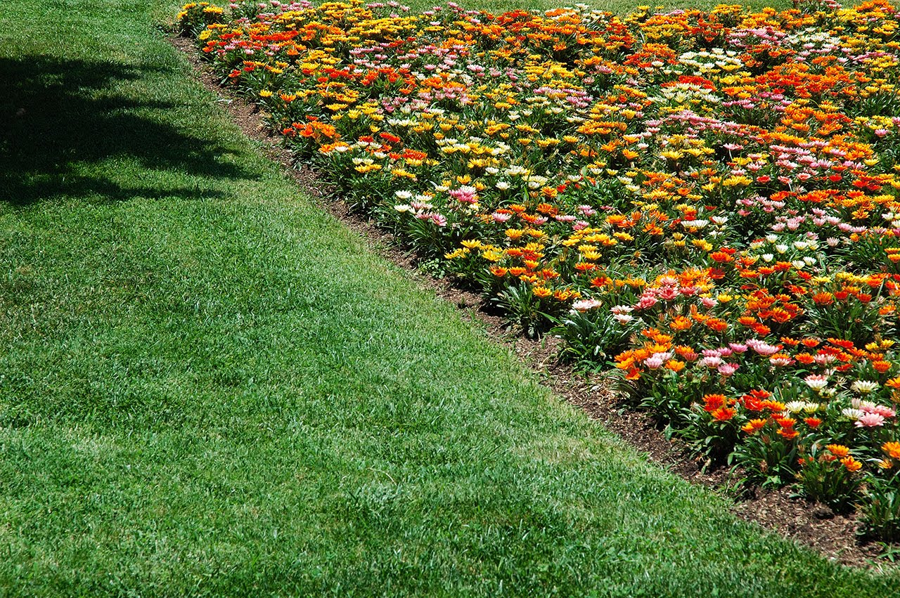 [flower+patch.jpg]