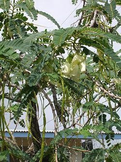 sesbania grandiflora flowers flower keerai tree agathi ensaladang starr plant used 2009 raw