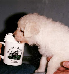 son of Pasternak vom Boehmerwald -father 1st litter "White Star Kennel/Mass.USA"