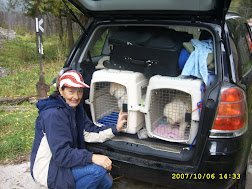 SC puppies on the way to USA with Elisabeth 10.2007