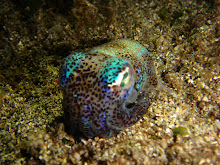 Bobtail Squid