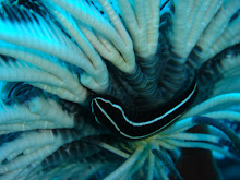 Crinoid Clingfish