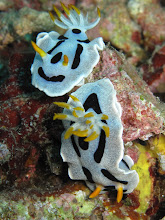 Chromodoris sp.