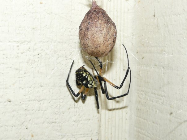 writer+spider+egg.jpg