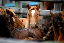 Beautiful horses!