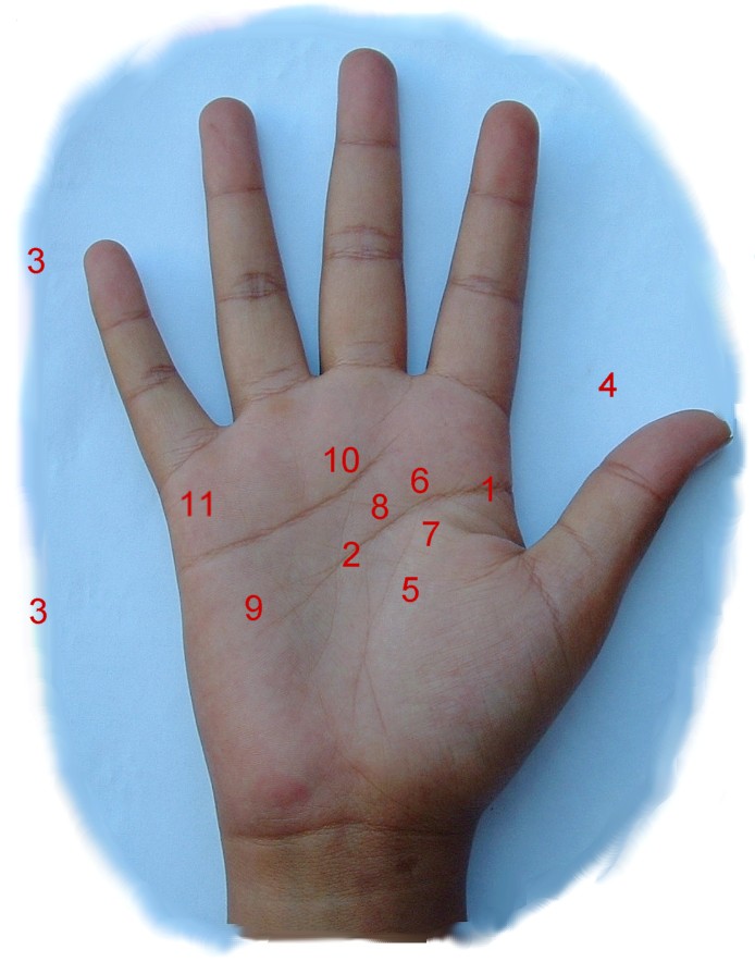 PALM HISTORY IN INDIA