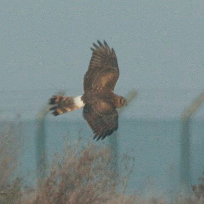 Hen Harrier