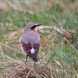 Northern Wheatear