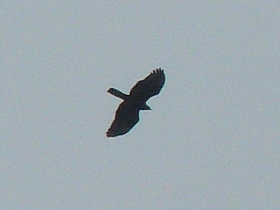 Honey Buzzard