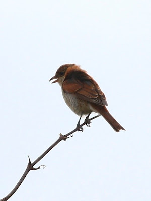 Red-backed Shrike