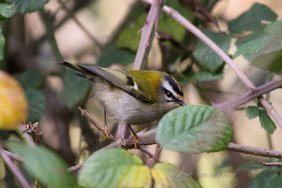 Firecrest