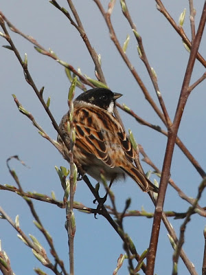 Reed Bunting