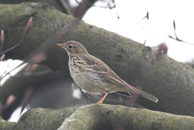 Meadow Pipit