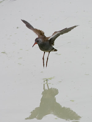 Water Rail