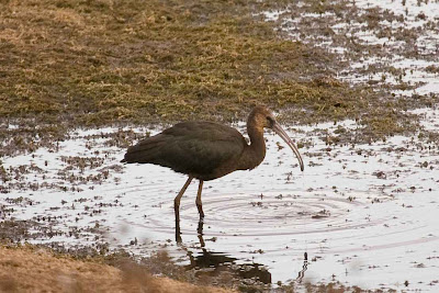 Glossy Ibis