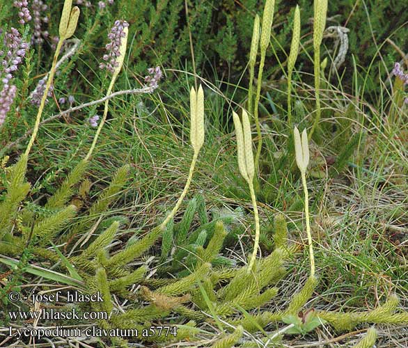 TIPOS DE PLANTAS BIONATURALIST TIPOS DE PLANTAS BIONATURALIST