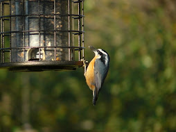 Red-Breasted Nuthatch