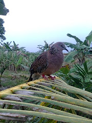 BBP- Tinggal kenangan