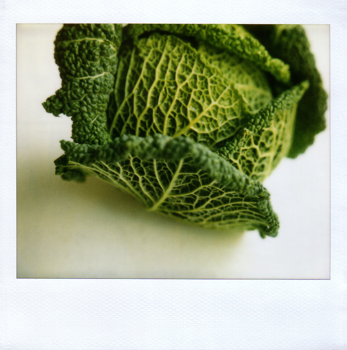 [polasavoycabbage-1.jpg]