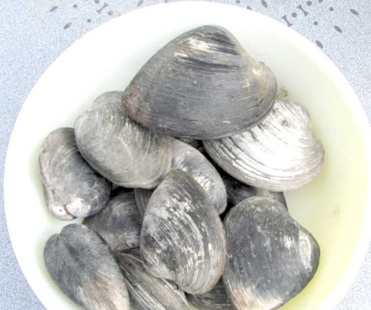 Elaine's Creative Works Stuffed Quahogs