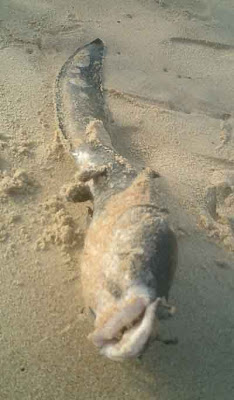 Odd Catfish Bait Corn Hot Dogs Odd Catfish Bait Corn Hot Dogs
