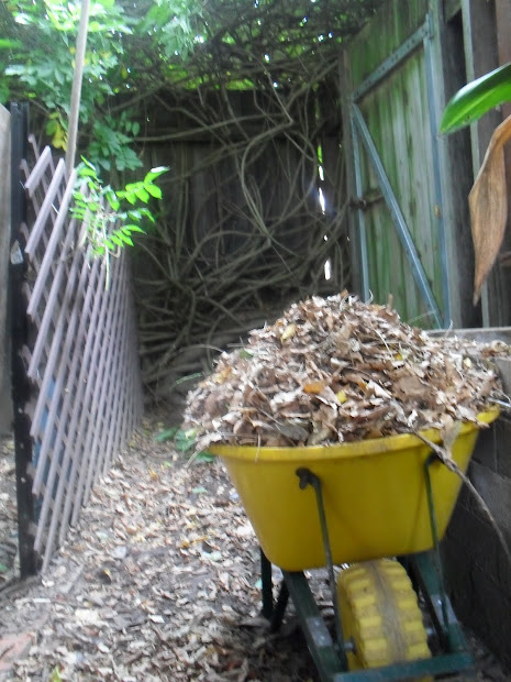 funky frontyard farmers chapter
