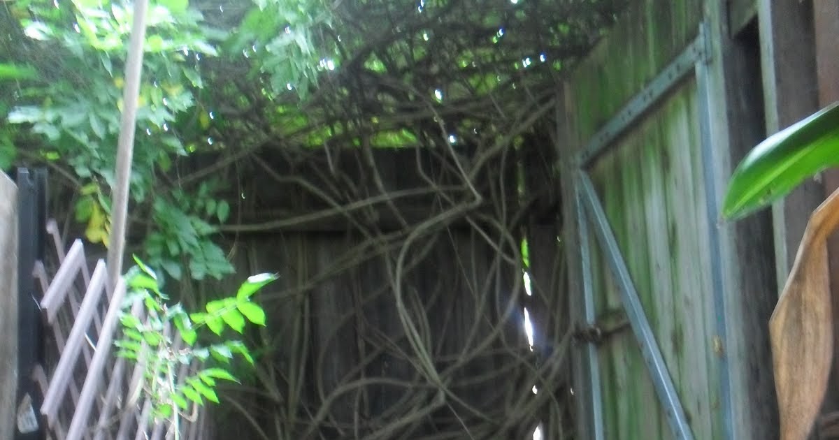 funky frontyard farmers chapter