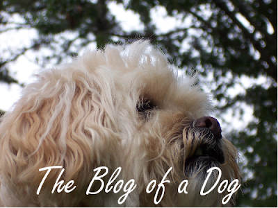 The Blog of a Dog