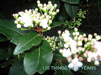 Serenity Nursery Blog Screen Queens