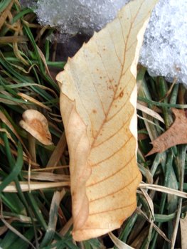 [dry+leaf.JPG]