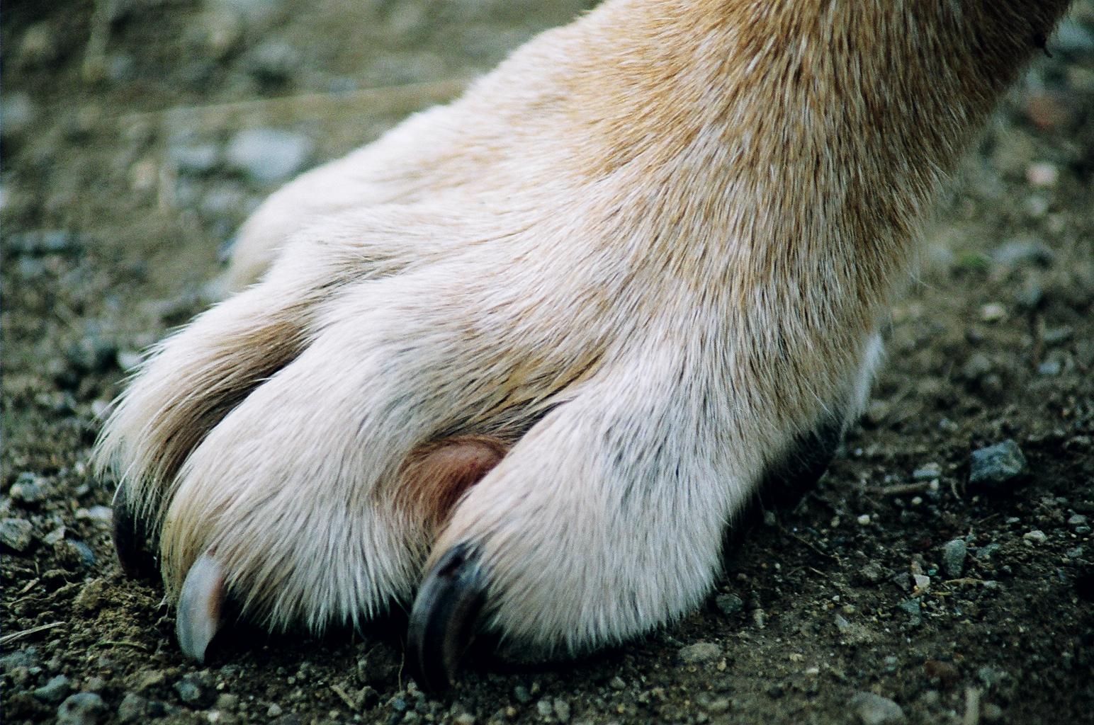 The Paddock FSO shoes and feet