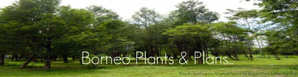 Borneo Plants & Plans