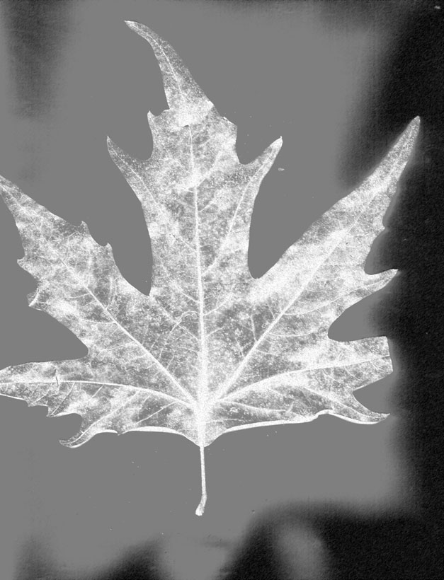 [leaf+study-1.jpg]
