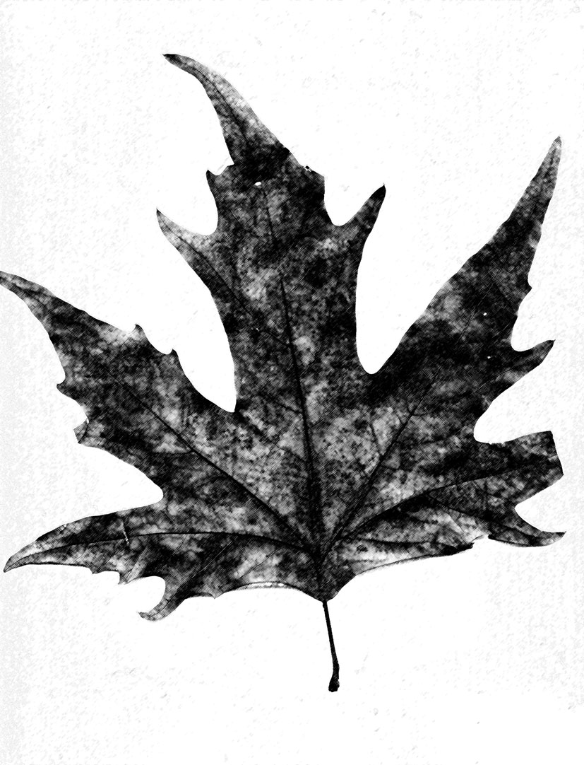 [leaf+study-2.jpg]