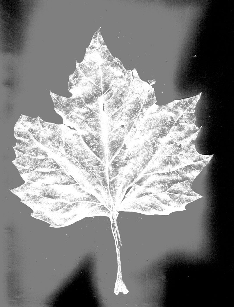 [leaf+study-4.jpg]